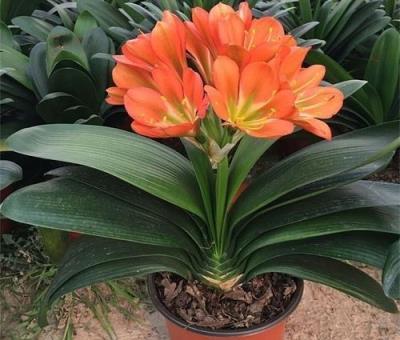 「4種花」現在不能買，拿回家就掉花苞，而且度夏難，黑腐又爛根