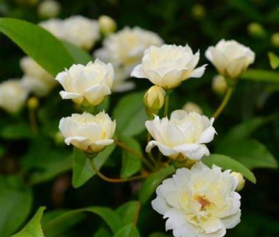 國內一種花，開花時比香水香，花期長名叫木香花