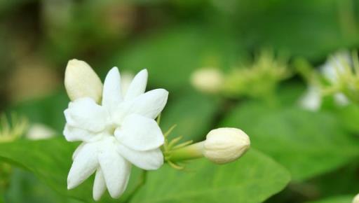 驅蚊效果很好的5種花，怕蚊子就種幾盆，過夏天「默默無蚊」