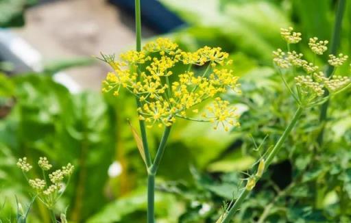 6種香香花，廚房客廳都能養，聞著香吃著也香，摘一把長10盆！