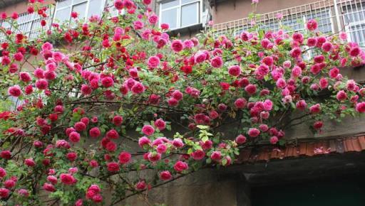 農村養花太彪悍，地大土多，為了養花回農村？城裡人羨慕不來