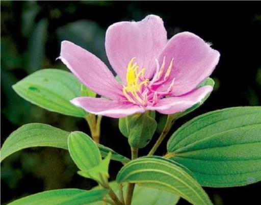 野牡丹的繁殖與養護，花大色豔，全草藥用價值