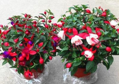 「4種花」現在不能買，拿回家就掉花苞，而且度夏難，黑腐又爛根