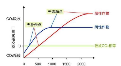  植物必須要通過太陽光合作用嗎？月亮的光可不可以？