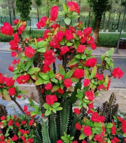 容易開花、耐養、易繁殖的7種盆栽植物，光照充足的陽臺多種幾盆