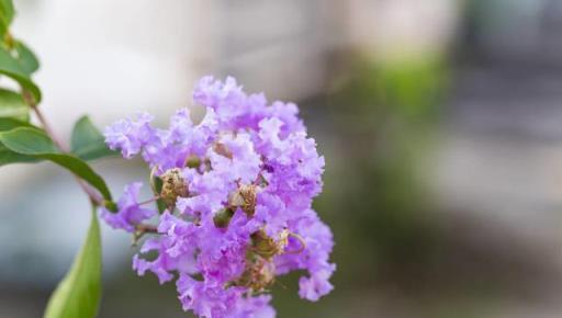 瞭解紫薇花的繁殖管理技術，使紫薇花的花姿豔麗多彩，樹形優美