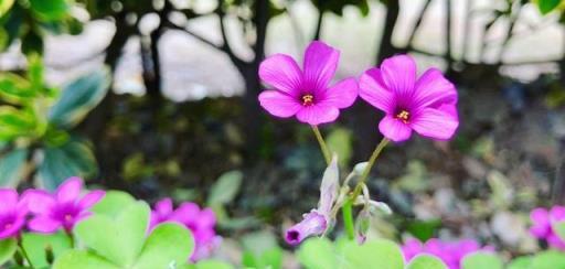 100種路邊、公園常見野花野草，很多都可挖回去做盆栽（下）