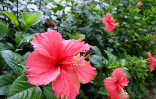 懶人植物「扶桑花」，簡單幾步，花越開越大，四季花開不敗