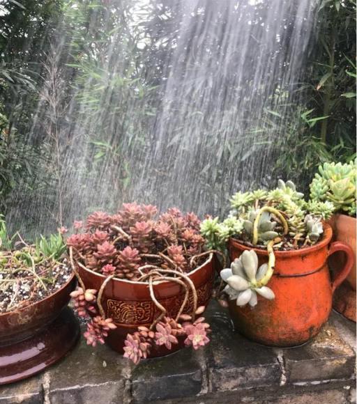 多肉植物夏天怎麼澆水？三天左右澆水？專選下雨天澆水？