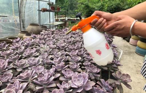 多肉植物夏天怎麼澆水？三天左右澆水？專選下雨天澆水？