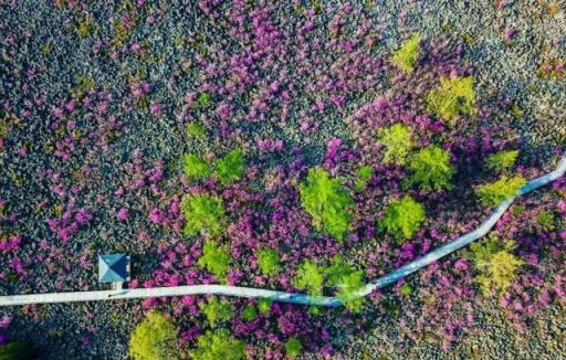 五月的鮮花，開遍龍江大地