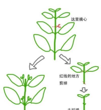 從一粒種子，到一個滿天星花球，新手實戰全攻略