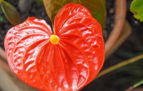 6種花最怕「強光照」，夏天養護要遮蔭，不然變「空盆」