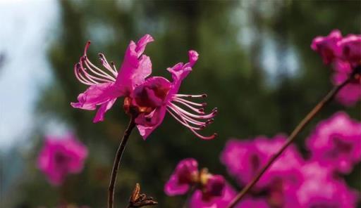 五月的鮮花，開遍龍江大地