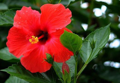 懶人植物「扶桑花」，簡單幾步，花越開越大，四季花開不敗