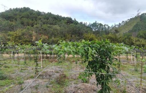 西番蓮種植技巧以及注意事項，你都清楚了嗎？來看看吧