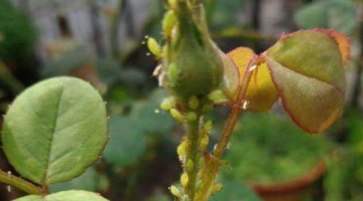 養月季，掌握4個「小技巧」，花苞長不停，開花一茬接一茬