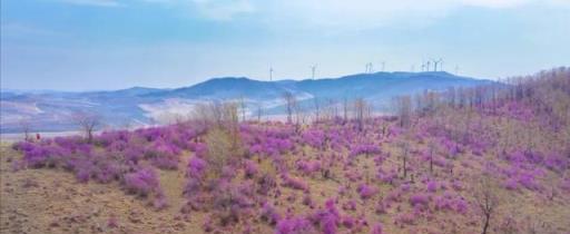 五月的鮮花，開遍龍江大地