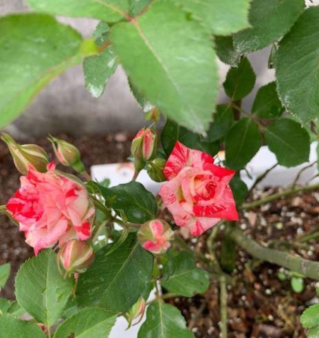 月季長花苞，都被蚜蟲包圍了，一種「小白粉」，趕緊噴一噴