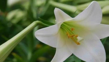 百合花怎麼養，百合花的養殖方法和注意事項