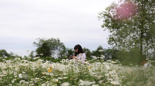 瘋狂pick，小雛菊、格桑花，初夏裡的小清新上線了！