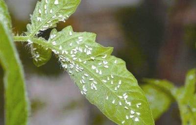 花卉常見病蟲害有哪些？如何防治？