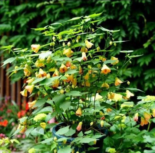 這18種高顏值的花草，一年開花300多天，文附養護簡介（收藏）