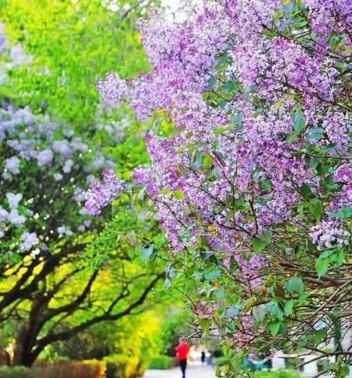 五月的鮮花，開遍龍江大地