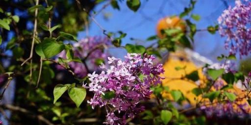 夏天養這6種花，千萬別亂晒，黃葉又容易空盆