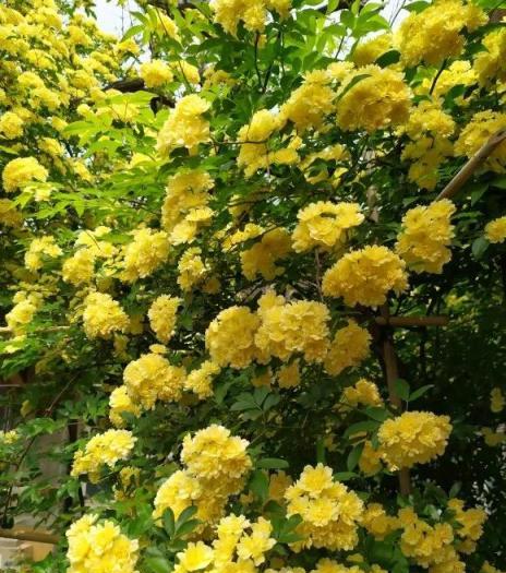 1種花耐寒好養活，-20℃凍不死，花開一大片，比桂花還香！