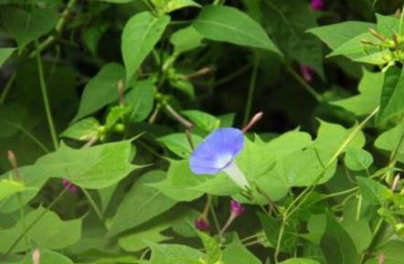 牽牛花什麼時候開花，牽牛花在每年6-10月開花