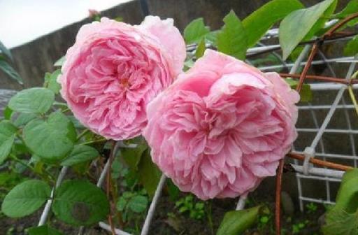 養花10年，分享3個「最香」的月季花，新手也能養爆盆