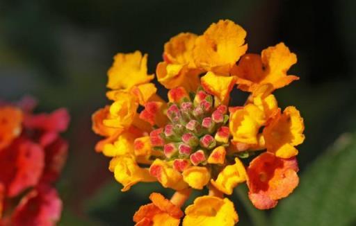 香到發臭的4種花，就是這麼「重口味」，快看看你有幾種