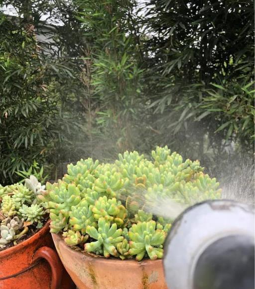 多肉植物夏天怎麼澆水？三天左右澆水？專選下雨天澆水？