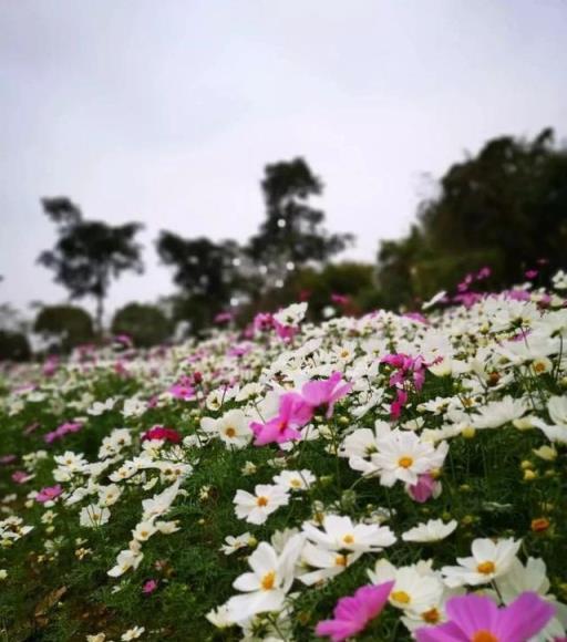 容易開花、耐養、易繁殖的7種盆栽植物，光照充足的陽臺多種幾盆