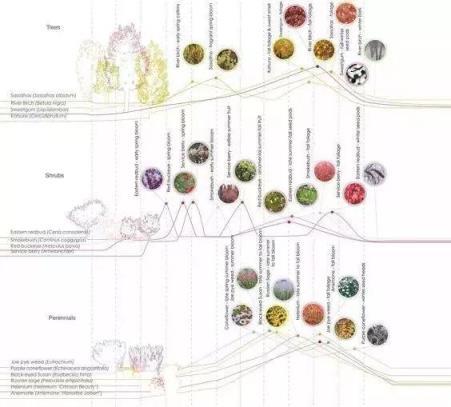 做庭院方案都要用到的植物配置大全（附國外設計解析）