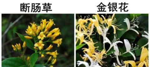 在現實中，是否真實存在傳說中的「彼岸花」、「斷腸草」呢？