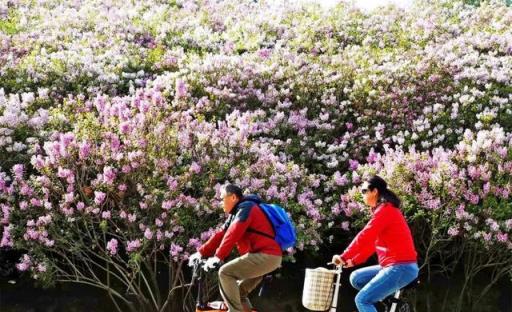 五月的鮮花，開遍龍江大地