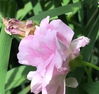 繁花似錦，纏枝牡丹的養護與觀賞指南