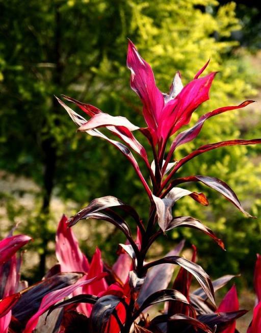 一種富貴竹，不是綠色是「紅色」，生根快能爆盆，好養多了