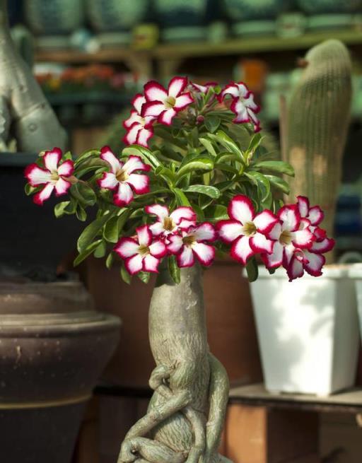 這18種高顏值的花草，一年開花300多天，文附養護簡介（收藏）