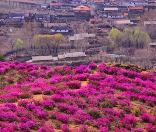 五月的鮮花，開遍龍江大地