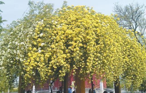 最香的盆栽花卉，一盆能薰一室香，全年開花，養死沒得說