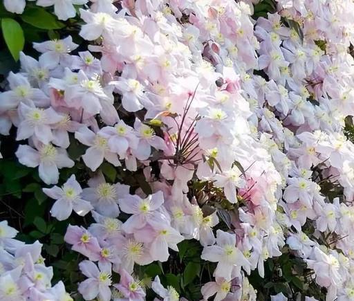 藤本皇后鐵線蓮這樣養護，來年花開一面牆