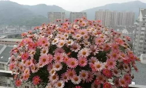 李大爺在家養3種花，陽臺似「花海」！一年開花300多天，真好看