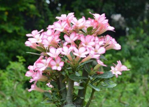 沙漠玫瑰不難養，掌握幾個小技巧，長得粗壯、花開滿樹