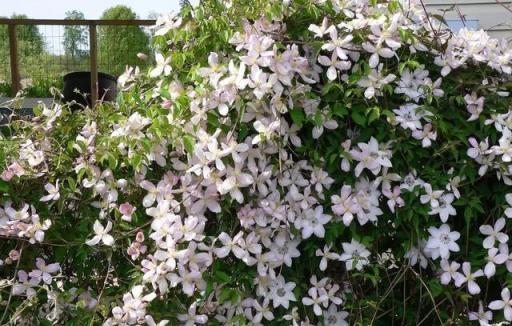 藤本皇后鐵線蓮這樣養護，來年花開一面牆