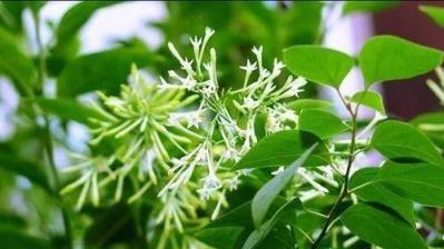 3種驅蚊植物，在家養一盆，香味特殊，蚊蟲不敢靠近