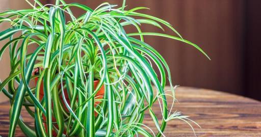 家裡養這5種「觀葉植物」，夏天可別晒太陽，不然半天就黃葉