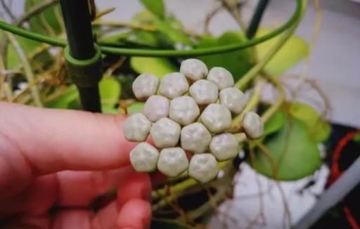 養兩三年的球蘭想要確保開花，這幾個關鍵點做好，以後能花開不斷
